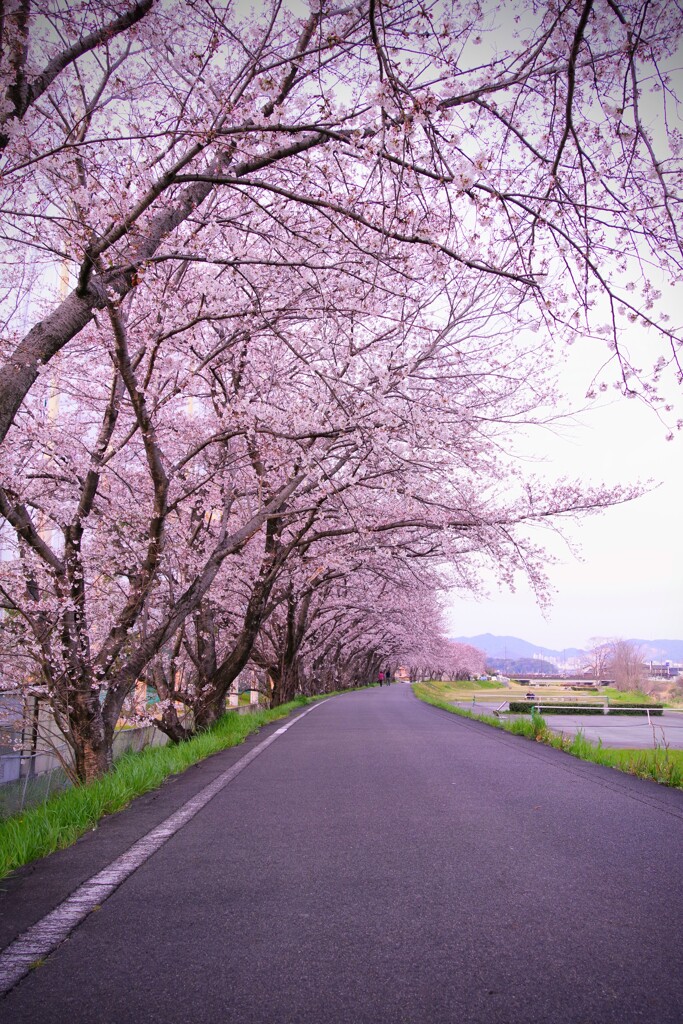 地元の桜スポット②