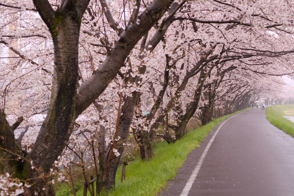 桜雨(1)