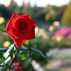 薔薇3