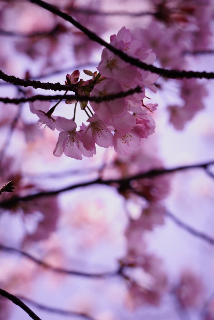 桜2020③