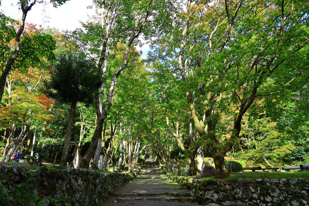 紅葉はまだ遠く_鷄足寺①