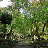 紅葉はまだ遠く_鷄足寺①