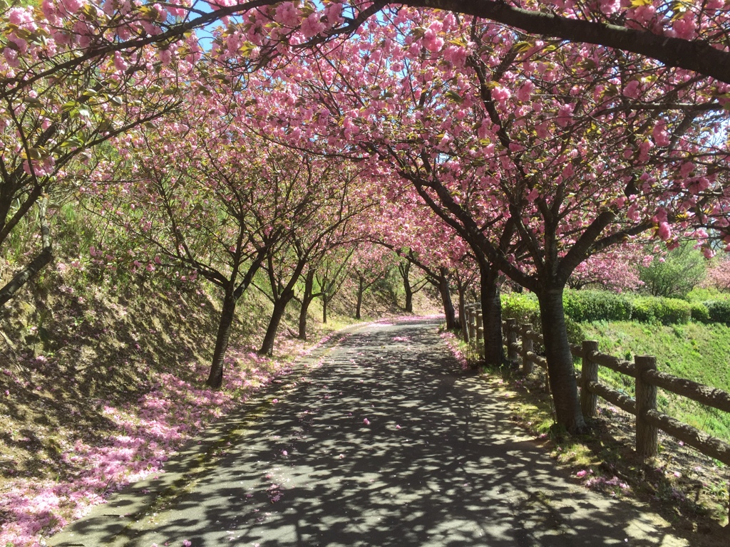 八重桜