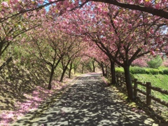 八重桜