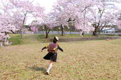 神聖な桜