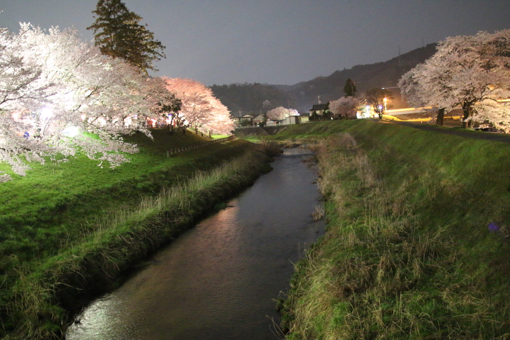 春の夜　満開