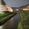 春の夜　満開