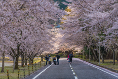 奈良　スポーツ公園の桜