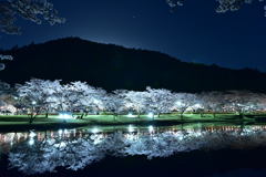 満開の夜桜