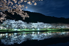 満開の夜桜