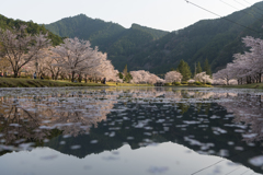 奈良　スポーツ公園の桜