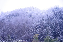 2週連続の雪