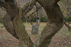 天然の枠