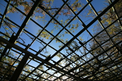 藤棚越しの空