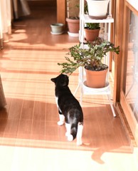 知らない匂い（トゲあり）