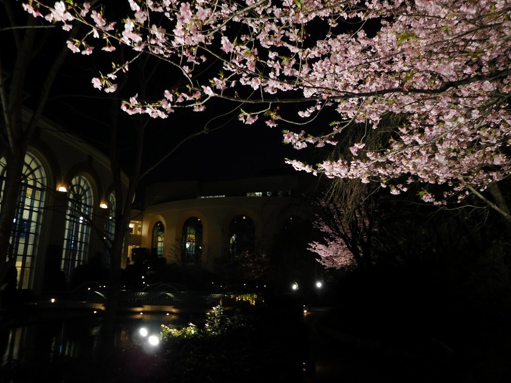 夜桜
