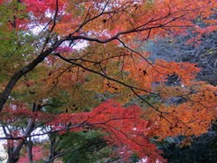 紅葉グラデーション