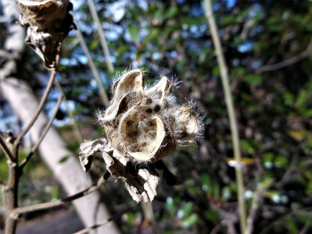芙蓉の種子
