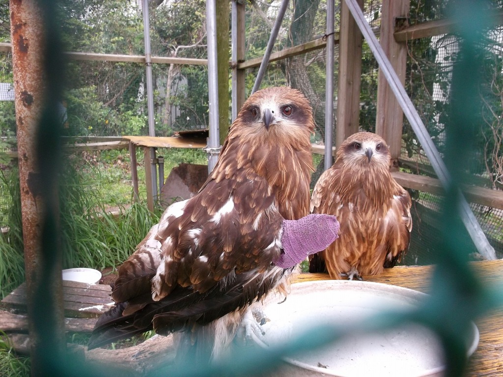 フクロウ入院中