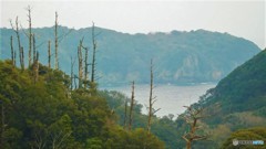 枯れ木も山の賑わい
