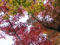 紅葉・カエデ・もみじ・・・