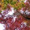 紅葉・カエデ・もみじ・・・