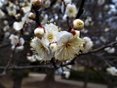 梅の花