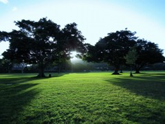 カピオラニ公園の朝