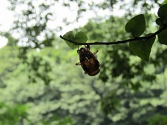 セミの脱殻