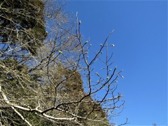 春近し