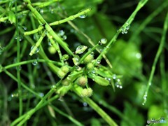 草むらの宝石たち