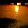 橋脚下からの夕陽