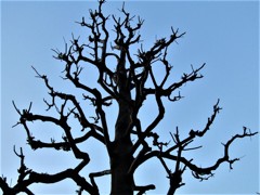 千手観音