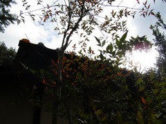 逆光と南天の葉