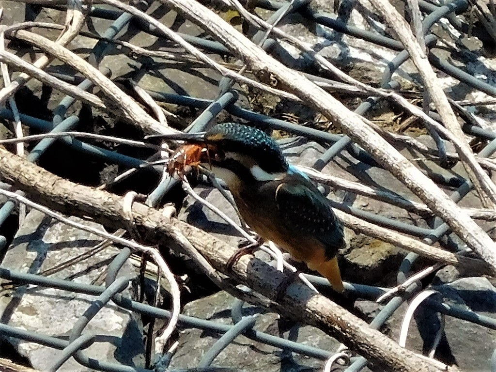 ご馳走