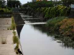 カワウとダイサギ