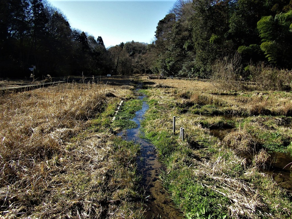 早春の小川