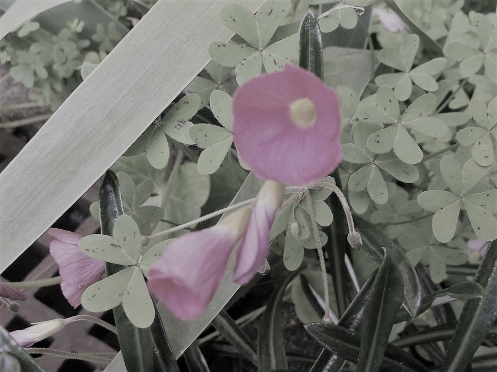 ピンクの花