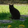 公園の住猫ちゃん