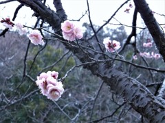 花咲か爺さん