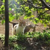 公園の猫