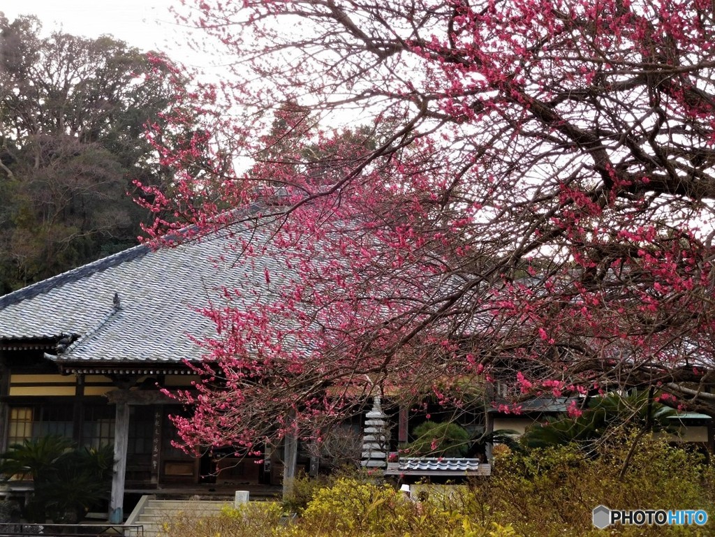伊豆・下田の紅梅