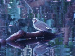 陽だまり