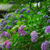 三河紫陽花寺③