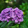 三河紫陽花寺①