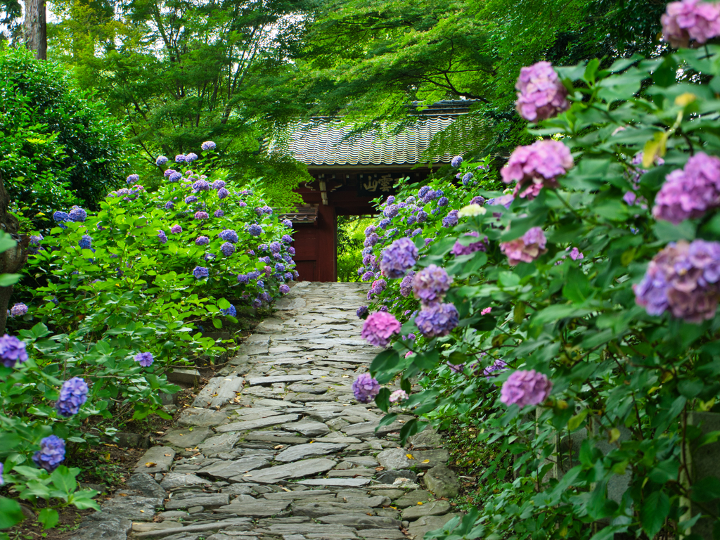 三河紫陽花寺②