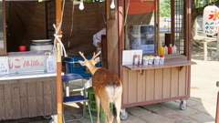 奈良公園　鹿と共に
