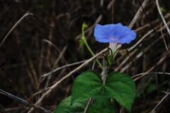 空色の花