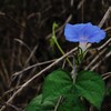 空色の花