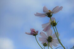 秋桜と空